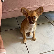Aloha a rejoint le concours — aidez-le/la à gagner de superbes lots ! puppy, dog, small_dog, ears, floor, tile_floor, sofa, furniture, indoor, pet, animal, brown_fur, white_chest, looking_up, foot, human, casual_shoe, cute, pet_portrait, companion