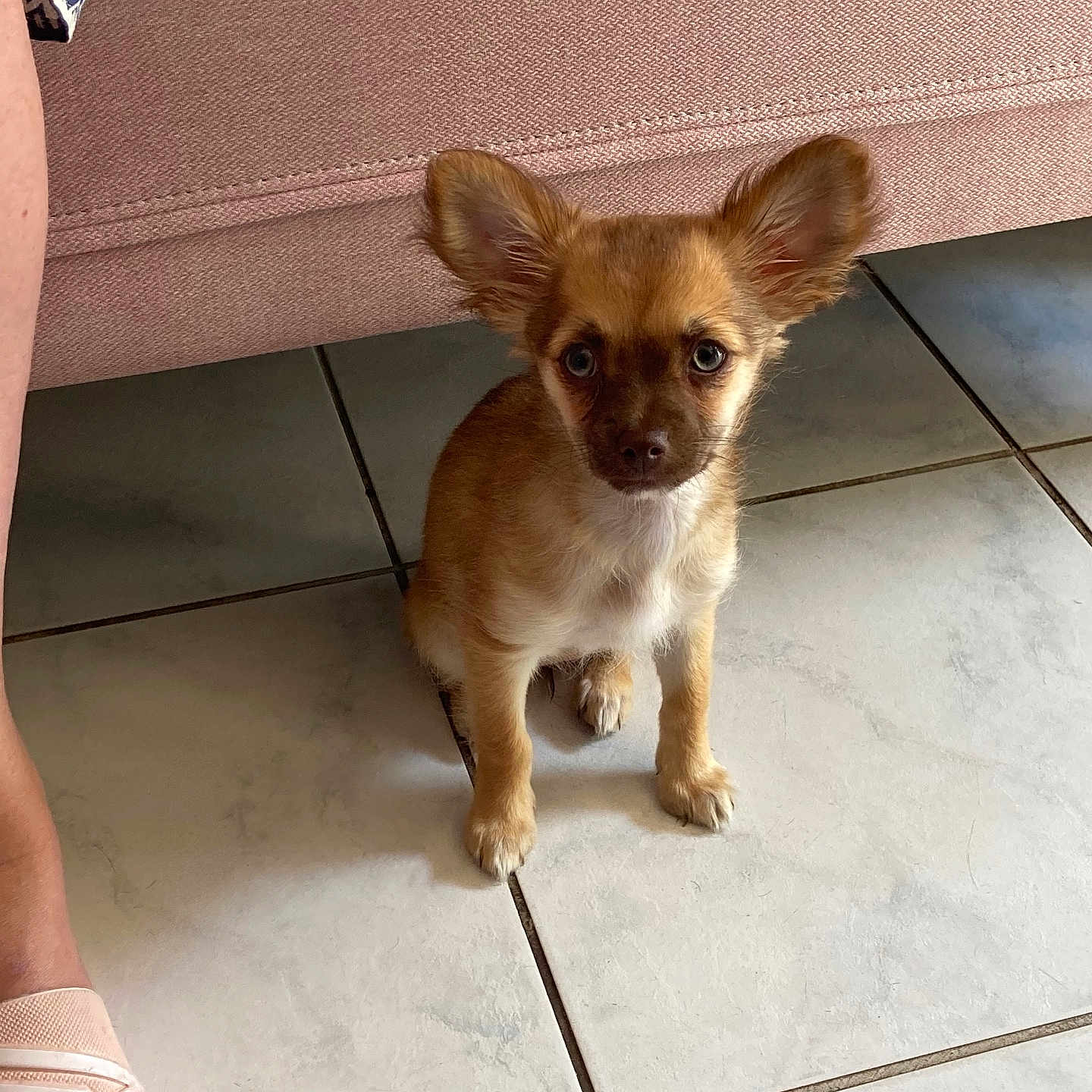 Aloha a rejoint le concours — aidez-le/la à gagner de superbes lots ! animal, brown_fur, casual_shoe, companion, cute, dog, ears, floor, foot, furniture, human, indoor, looking_up, pet, pet_portrait, puppy, small_dog, sofa, tile_floor, white_chest