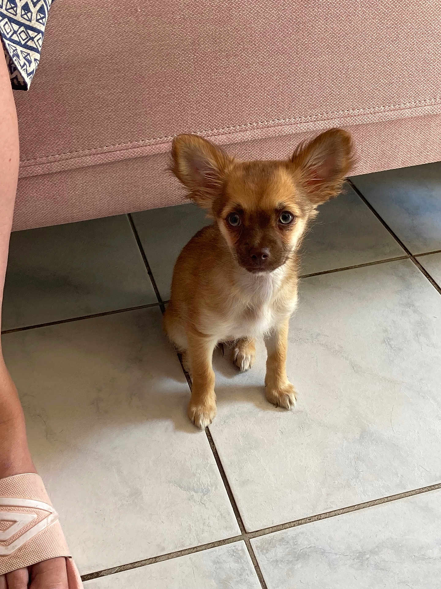 Aloha a rejoint le concours — aidez-le/la à gagner de superbes lots ! puppy, dog, small_dog, ears, floor, tile_floor, sofa, furniture, indoor, pet, animal, brown_fur, white_chest, looking_up, foot, human, casual_shoe, cute, pet_portrait, companion