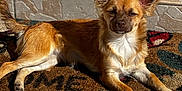 Aloha a rejoint le concours — aidez-le/la à gagner de superbes lots ! animal, brown_fur, canine, daytime, dog, domestic_animal, ears_up, fur, lying_down, outdoor, paw, pet, porch, relaxed, shadow, small_dog, sunlight, tile_floor, welcome_mat, white_chest
