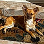 animal, brown_fur, canine, daytime, dog, domestic_animal, ears_up, fur, lying_down, outdoor, paw, pet, porch, relaxed, shadow, small_dog, sunlight, tile_floor, welcome_mat, white_chest