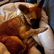 Aloha a rejoint le concours — aidez-le/la à gagner de superbes lots ! animal, blanket, brown_fur, comfort, couch, cozy, curled_up, cute, dog, ears, fur, home, indoor, paw, pet, relaxation, resting, small_dog, soft, warm_lighting