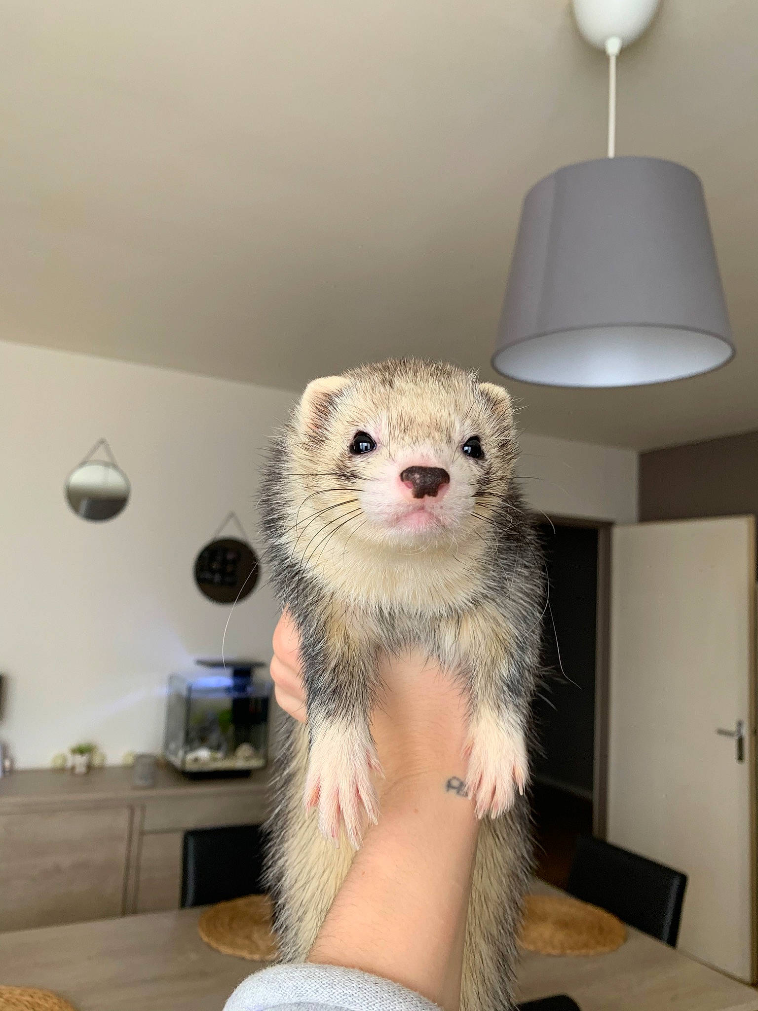 Tiago a rejoint le concours — aidez-le/la à gagner de superbes lots ! beige, carnivore, ferret, fur, head, marsupial, marten, mink, mustelidae, mustelinae, nose, polecat, prairie_dog, skin, whiskers, wildlife