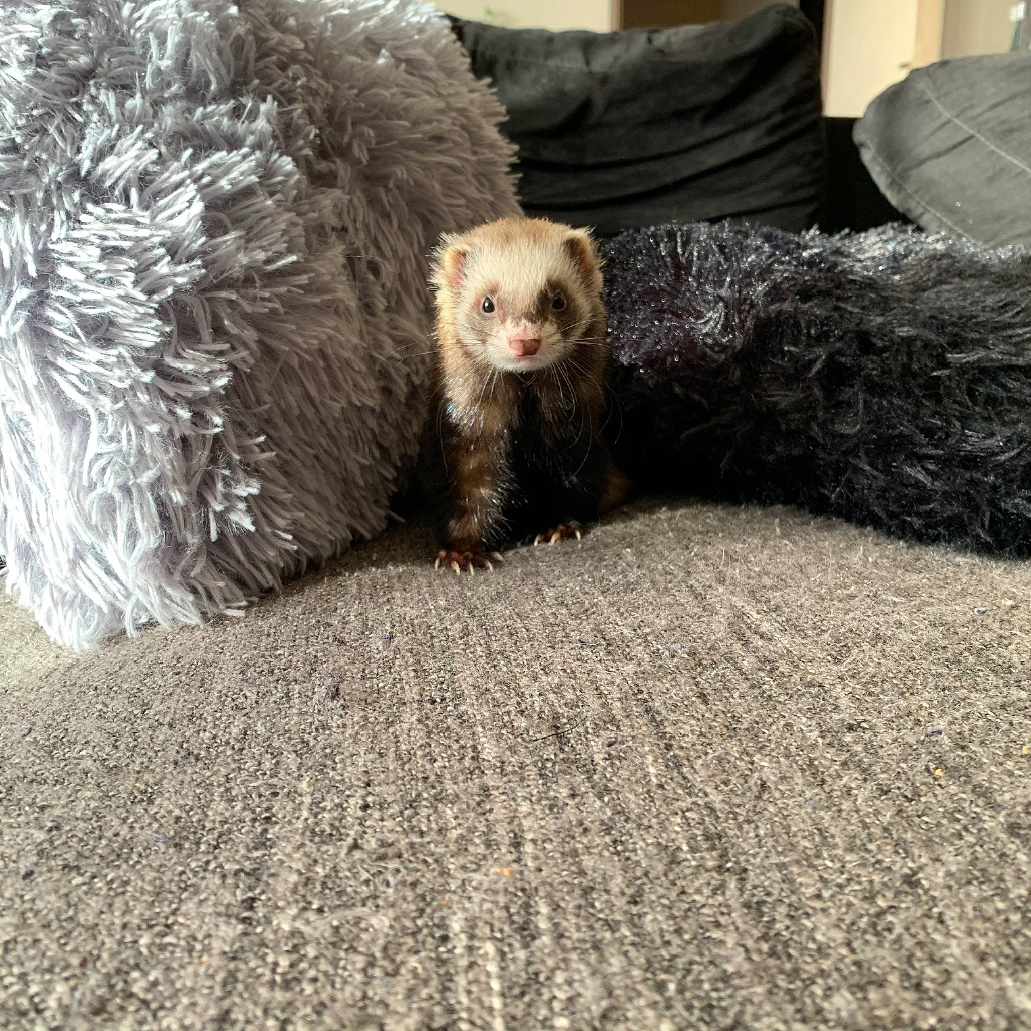 Olly a rejoint le concours — aidez-le/la à gagner de superbes lots ! carnivore, eye, fawn, ferret, fur, mink, mustelidae, mustelinae, polecat, tail, whiskers