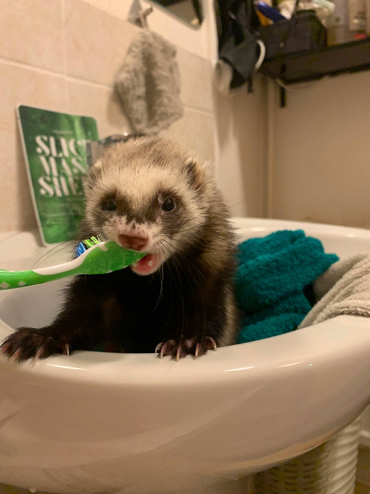 Olly a rejoint le concours — aidez-le/la à gagner de superbes lots ! black_footed_ferret, carnivore, claw, ferret, fisher, fur, mammal, marten, mink, mustelidae, mustelinae, polecat, vertebrate, viverridae, whiskers, wildlife