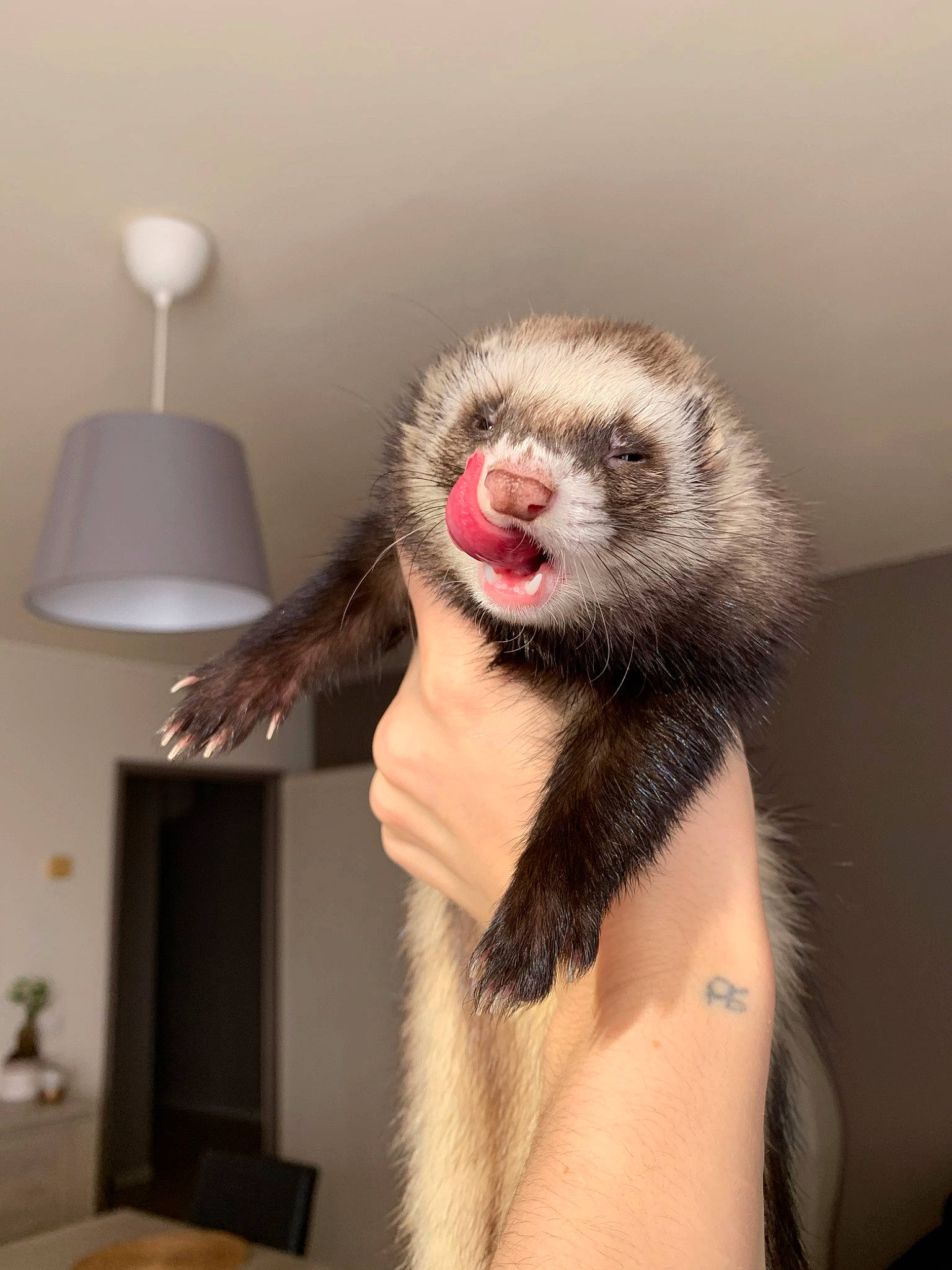 Olly participe au concours pour gagner de l'argent avec cette photo : carnivore, ear, ferret, fur, headgear, mink, mustelidae, mustelinae, polecat, tail, whiskers
