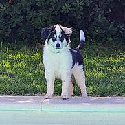 Bonnie participe au concours pour gagner de l'argent avec cette photo : dog, puppy, black_and_white, standing, poolside, grass, bushes, outdoor, pet, young_dog, alert, tail_up, ears_perked, daylight, nature, water, sidewalk, canine, cute, animal