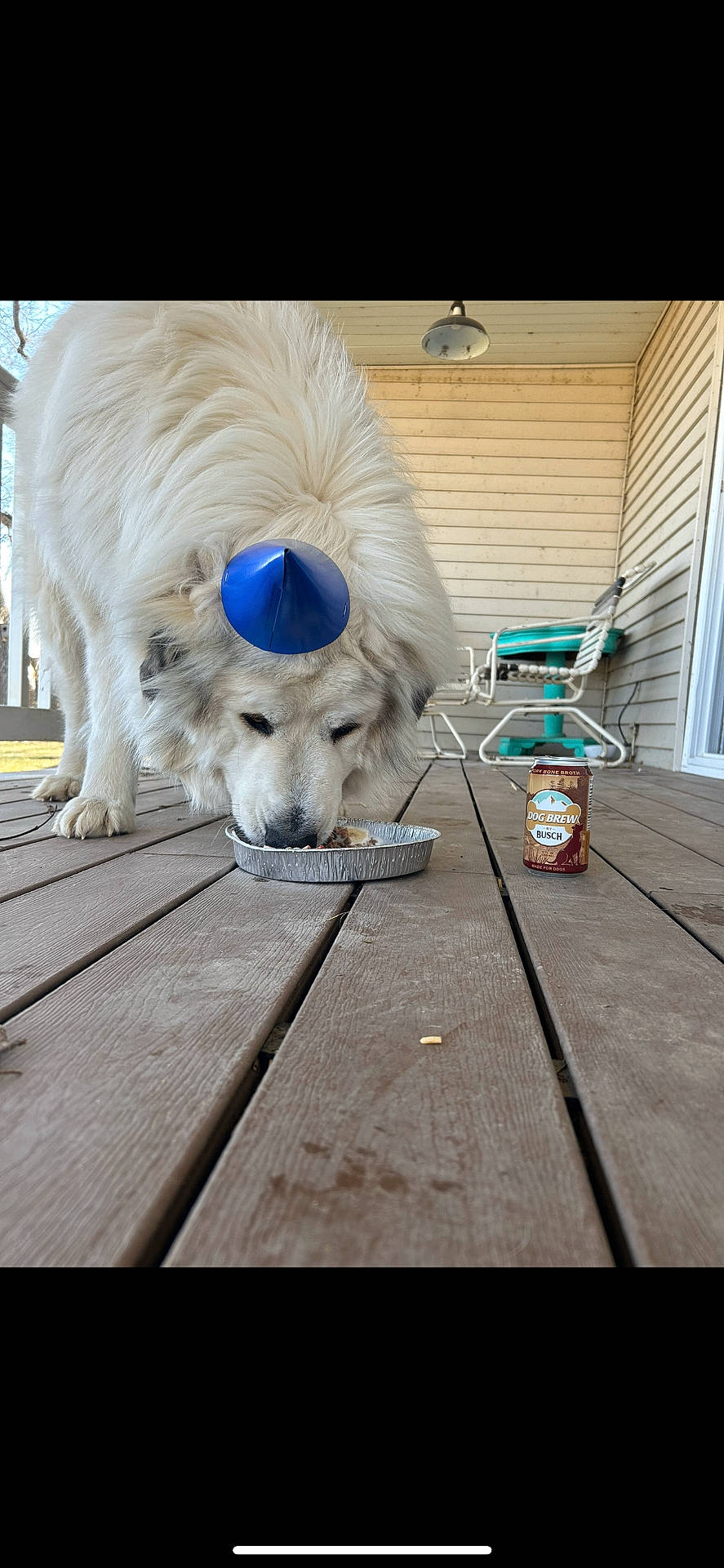 Falkor is registered to the contest to win money with this photo: animal, bathroom, canine, clothing, dog, eskimodog, furniture, hardwood, hat, indoors, interiordesign, jar, pet, plywood, pottery, puppy, room, showerfaucet, table, wood