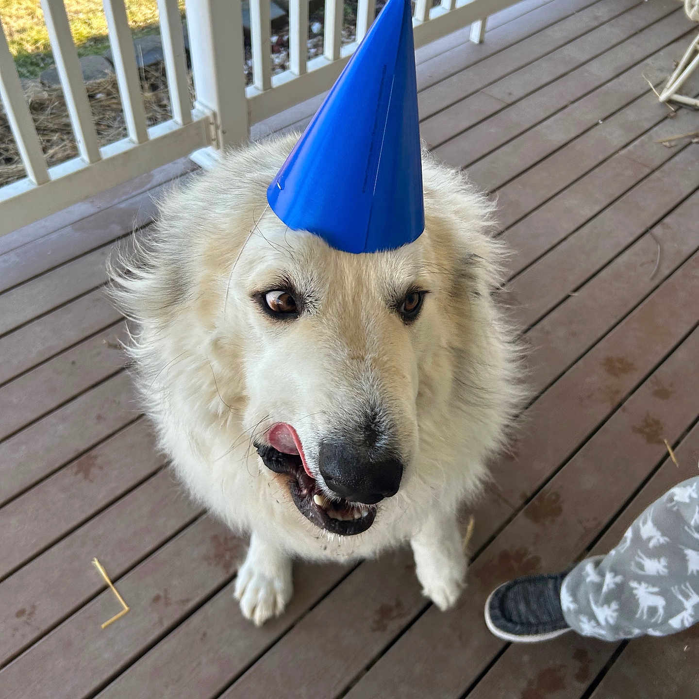 Falkor joined the competition — help win amazing prizes! animal, architecture, boy, building, canine, child, clothing, deck, dog, footwear, hat, house, housing, male, person, pet, porch, puppy, shoe, wood