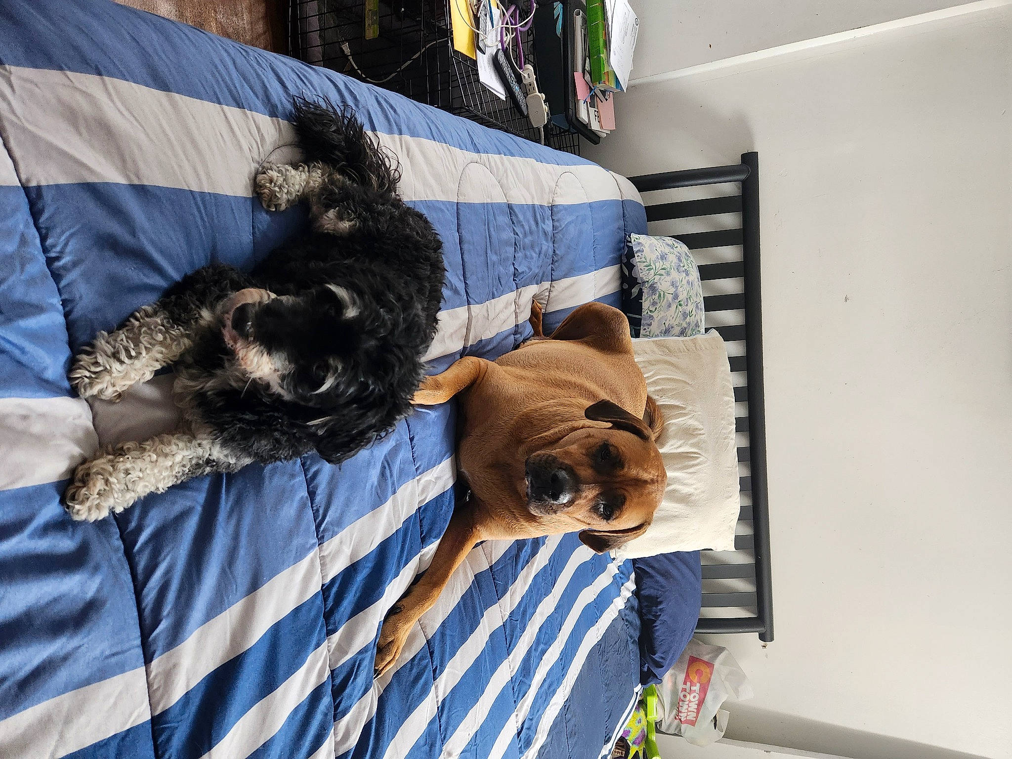 Luca is registered to the contest to win money with this photo: canidae, carnivore, collar, comfort, companion_dog, couch, dog, dog_breed, dog_supply, fawn, fur, linens, liver, nap, pet_supply, sporting_group, working_animal