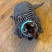 Phineas is registered to the contest to win money with this photo: dog, costume, striped_outfit, pet, indoor, wooden_floor, curious_eyes, small_dog, black_and_white, blue_trim, animal, cute, looking_up, portrait, funny, clothing, domestic_animal, flooring, whiskers, snout