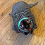 dog, costume, striped_outfit, pet, indoor, wooden_floor, curious_eyes, small_dog, black_and_white, blue_trim, animal, cute, looking_up, portrait, funny, clothing, domestic_animal, flooring, whiskers, snout