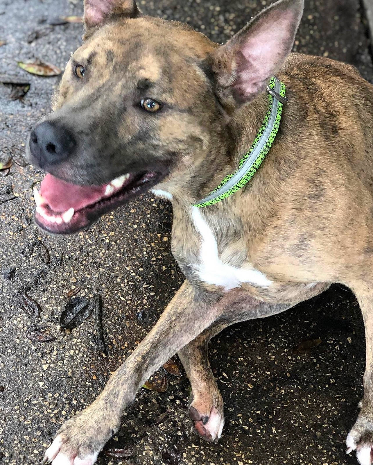 Hulk is registered to the contest to win money with this photo: ancient_dog_breeds, canidae, carnivore, cimarron_uruguayo, collar, companion_dog, dog, dog_breed, dog_collar, dogo_sardesco, fawn, guard_dog, snout, soil, sporting_group, terrestrial_animal, whiskers, working_animal, working_dog, wrinkle