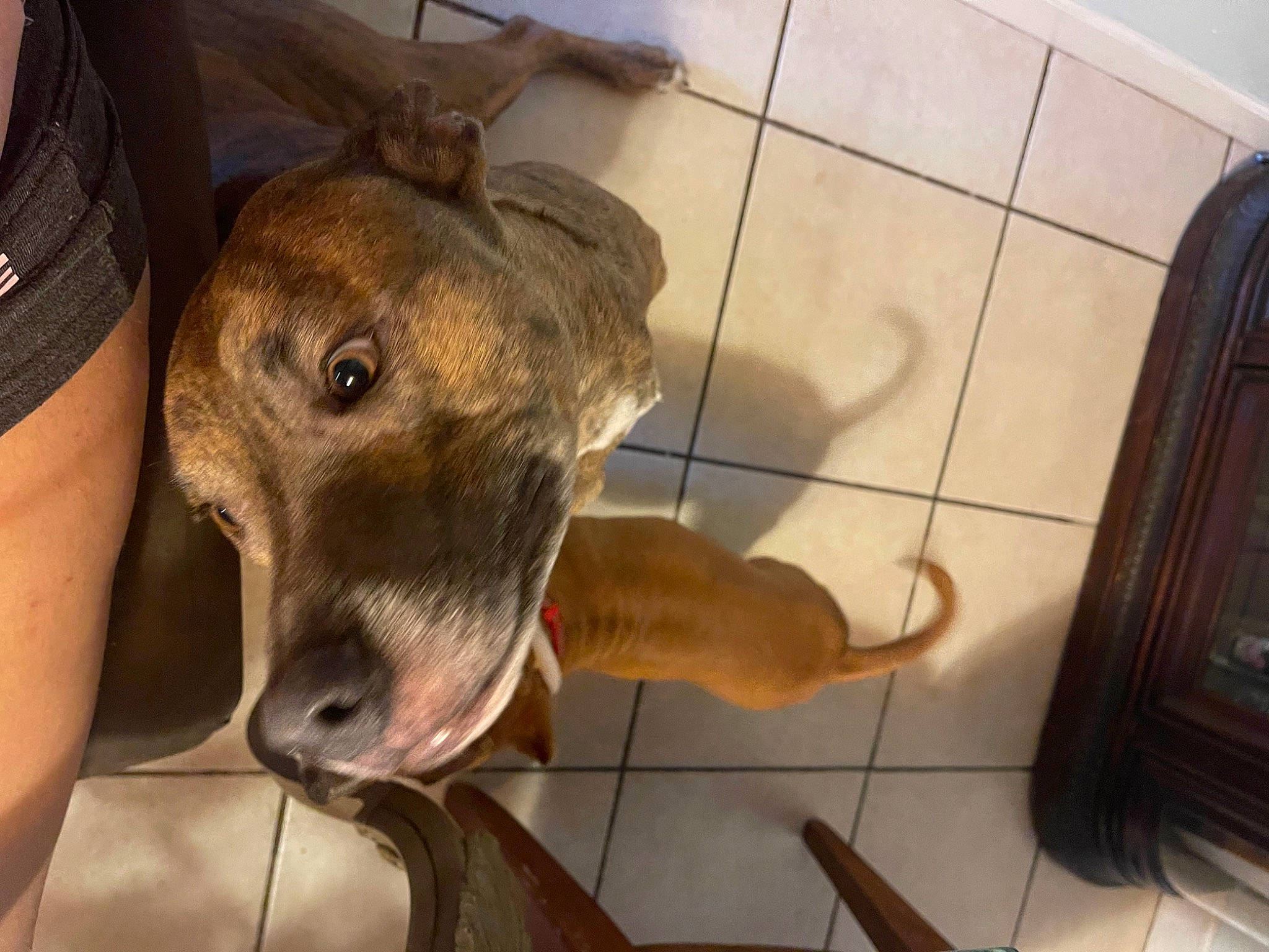 Hulk is registered to the contest to win money with this photo: carnivore, collar, companion_dog, dog, dog_breed, fawn, floor, flooring, fur, guard_dog, hardwood, human_leg, jaw, liver, selfie, sporting_group, terrestrial_animal, tile_flooring, whiskers, working_animal