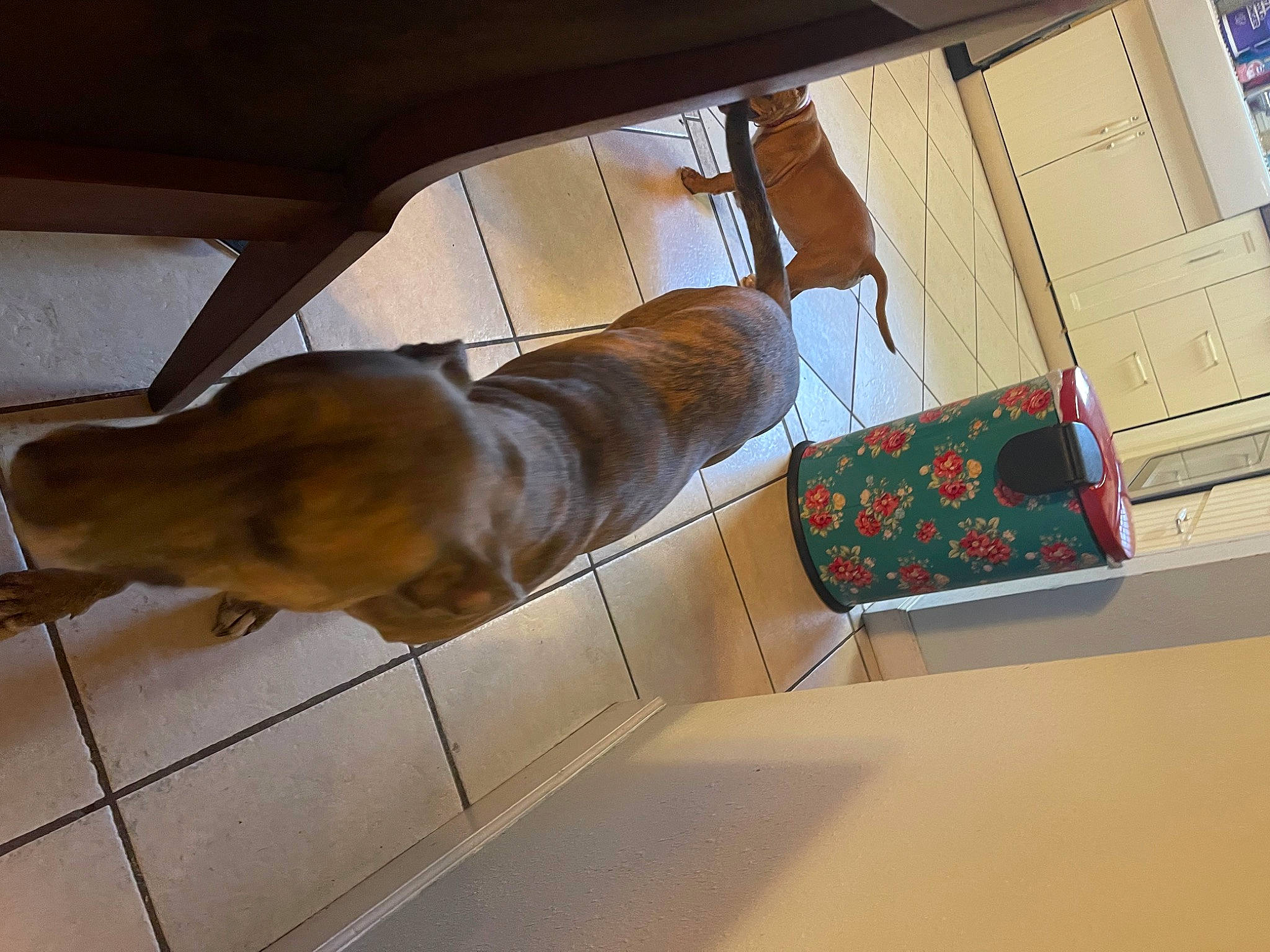 Hulk is registered to the contest to win money with this photo: automotive_exterior, canidae, car, carnivore, comfort, companion_dog, daylighting, display_device, dog, dog_breed, flooring, liver, luxury_vehicle, machine, room, vehicle, vehicle_door, window, windshield, wood