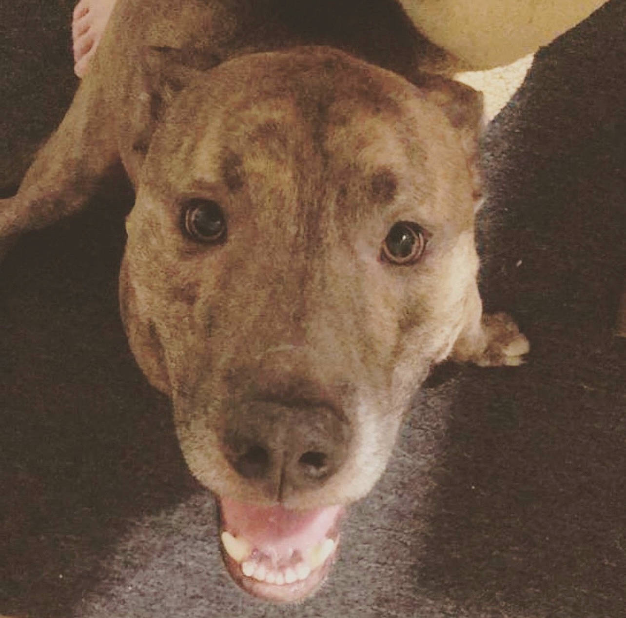 Hulk is registered to the contest to win money with this photo: ancient_dog_breeds, canidae, carnivore, companion_dog, dog, dog_breed, ear, fawn, fur, guard_dog, non_sporting_group, sporting_group, street_dog, terrestrial_animal, whiskers, working_animal