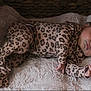 Kinsley is registered to the contest to win money with this photo: baby, sleeping, onesie, leopard_print, blanket, basket, infant, soft_texture, cozy, cute, newborn, child, resting, indoors, fabric, pattern, comfort, peaceful, skin, hand