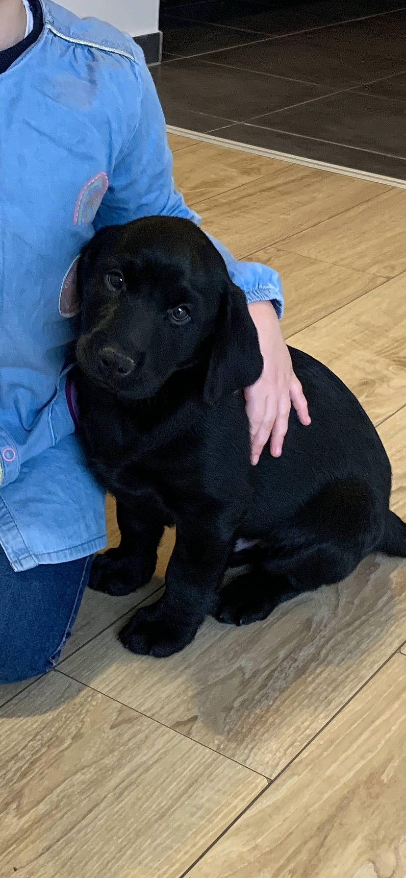 Sprite participe au concours pour gagner de l'argent avec cette photo : borador, canidae, carnivore, companion_dog, dog, dog_breed, electric_blue, fawn, flooring, fur, hardwood, hat, labrador_retriever, laminate_flooring, snout, terrestrial_animal, wood, wood_flooring, working_animal, working_dog