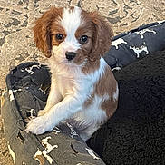 Bentley is registered to the contest to win money with this photo: puppy, dog_bed, brown, white, cute, pet, animal, indoor, floor, pattern, curious, small, young, fur, ears, eyes, nose, sitting, cozy, home