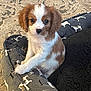 puppy, dog_bed, brown, white, cute, pet, animal, indoor, floor, pattern, curious, small, young, fur, ears, eyes, nose, sitting, cozy, home