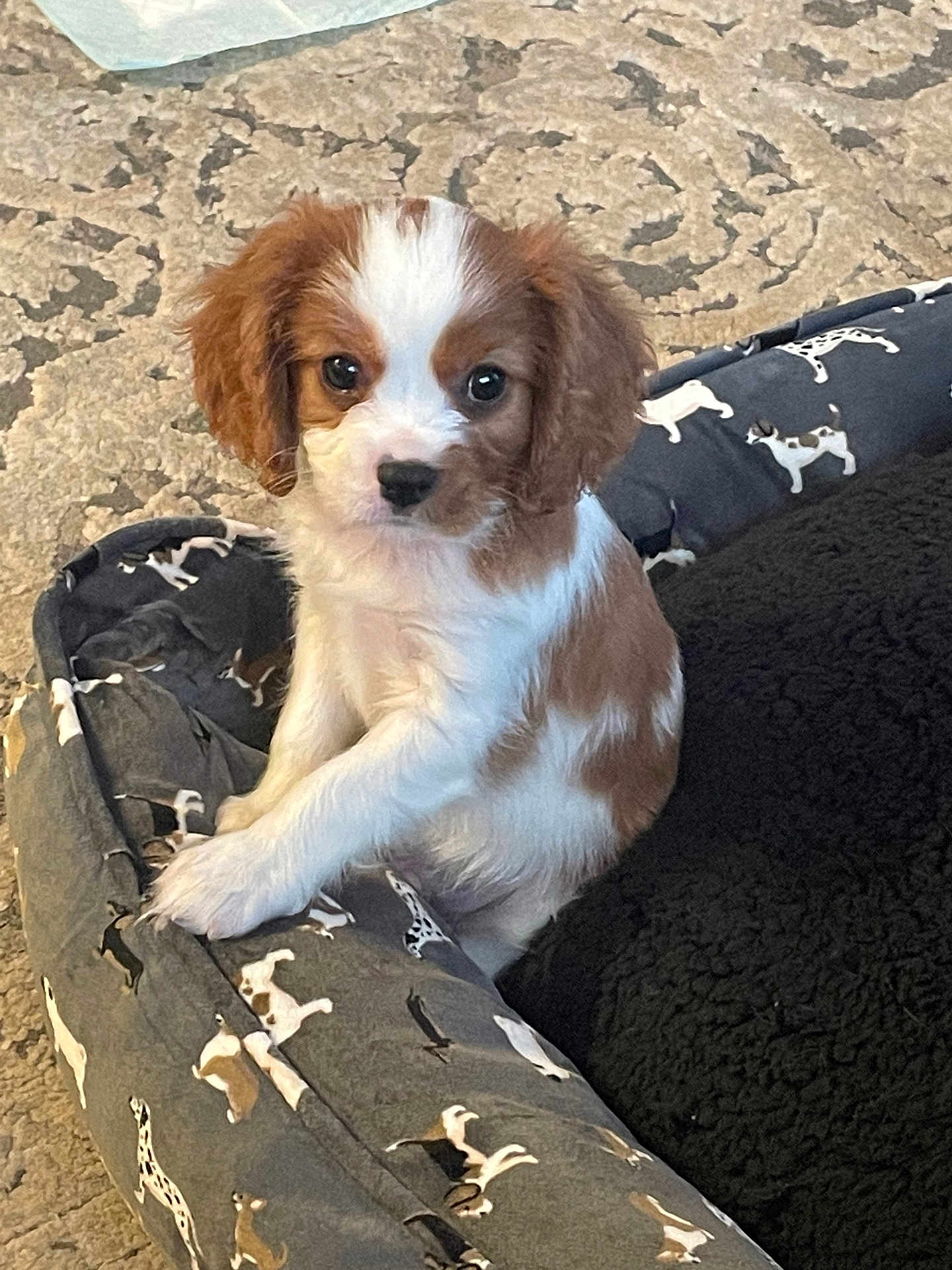 Bentley is registered to the contest to win money with this photo: puppy, dog_bed, brown, white, cute, pet, animal, indoor, floor, pattern, curious, small, young, fur, ears, eyes, nose, sitting, cozy, home