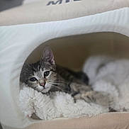Ocean joined the competition — help win amazing prizes! cat, tabby_cat, pet_bed, blanket, cozy, indoor, resting, feline, animal, cute, soft_texture, relaxed, fur, whiskers, sleepy, domestic_animal, comfort, mammal, closeup, nestled