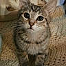 Ocean is registered to the contest to win money with this photo: cat, kitten, tabby, pet, animal, cute, feline, whiskers, ears, eyes, fur, indoor, blanket, cozy, soft, knitted, looking_up, young, small, curious