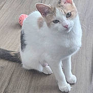 Pistachio is registered to the contest to win money with this photo: cat, calico, pet, indoor, toy, wooden_floor, curious, sitting, animal, feline, whiskers, ears, tail, playful, domestic, cute, fur, looking, young, small