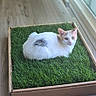 animal, artificial_grass, box, cardboard_box, cat, cozy, curious, domestic_animal, feline, floor, home, indoor, looking, natural_light, orange_cat, pet, resting, white_cat, window, wooden_floor