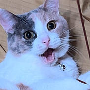 Jules is registered to the contest to win money with this photo: cat, calico_cat, pet, close_up, surprised_expression, whiskers, bell_collar, wide_eyes, fur, indoor, bedding, portrait, mammal, paws, mouth_open, ears, nose, toy_stick, playful, domestic_animal