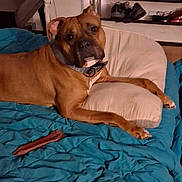 Kilo joined the competition — help win amazing prizes! dog, brown_dog, blanket, pillow, bed, chew_bone, indoor, shoe_rack, shoes, pet, relaxed, looking, collar, furniture, home, resting, canine, comfort, lying_down, animal