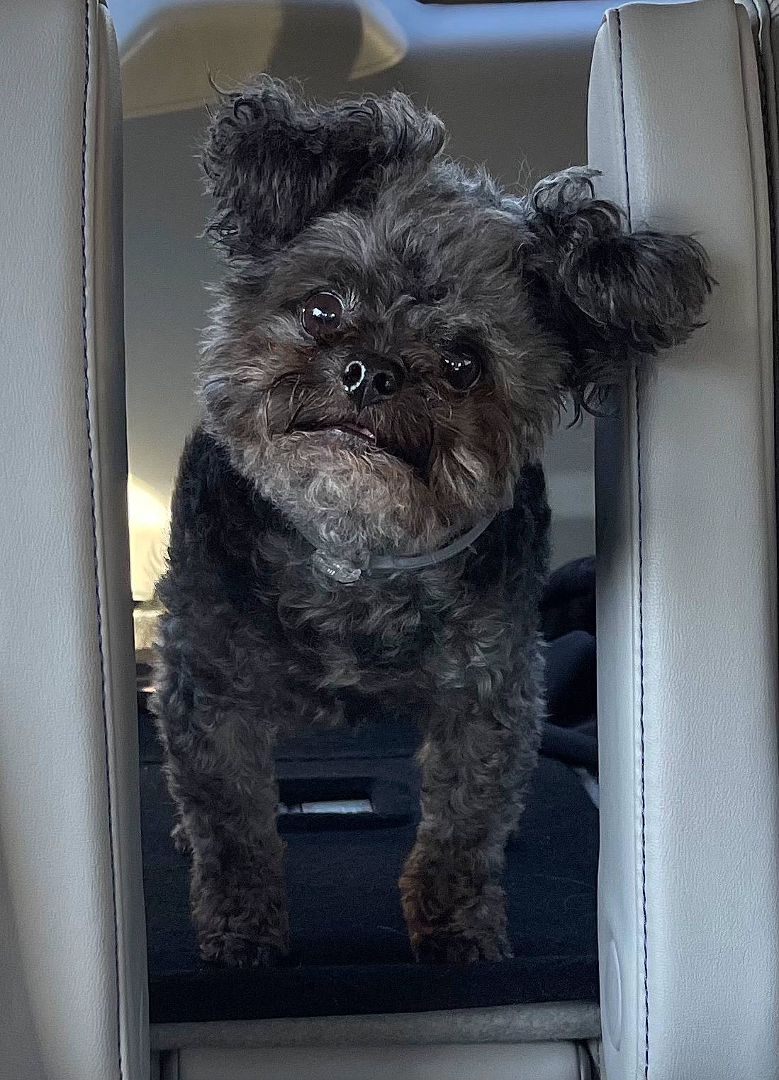 Miller joined the competition — help win amazing prizes! canidae, carnivore, collar, companion_dog, dog, dog_breed, dog_collar, dog_supply, fur, liver, non_sporting_group, puppy, small_terrier, snout, sporting_group, terrier, toy_dog, vehicle_door, water_dog, working_animal