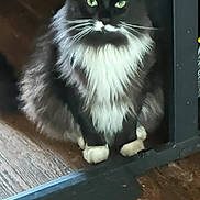 Kloe Bug is registered to the contest to win money with this photo: cat, feline, black_and_white, fluffy, green_eyes, whiskers, sitting, wooden_floor, indoor, pet, animal, fur, paw, domestic_cat, household, looking, portrait, furniture, quiet, calm