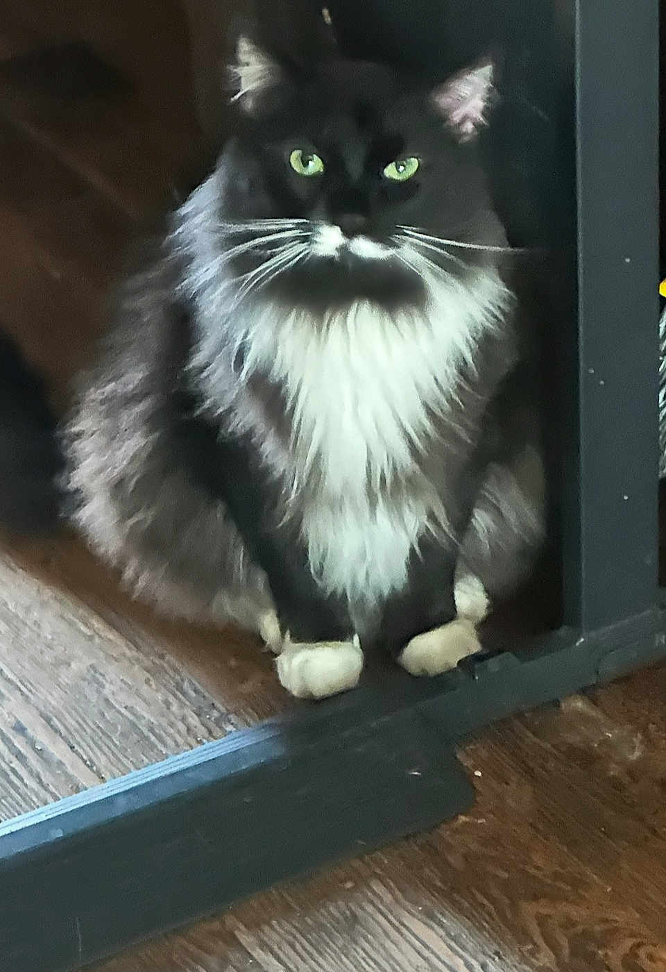 Kloe Bug is registered to the contest to win money with this photo: cat, feline, black_and_white, fluffy, green_eyes, whiskers, sitting, wooden_floor, indoor, pet, animal, fur, paw, domestic_cat, household, looking, portrait, furniture, quiet, calm