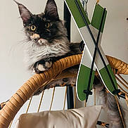 Apple participe au concours pour gagner de l'argent avec cette photo : alert, animal, cat, chair, closeup, crossed_skis, cute, decor, domestic, ears, fluffy, fur, furniture, indoor, pet, pillow, relaxing, whiskers, woven_chair, yellow_eyes