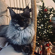 Apple participe au concours pour gagner de l'argent avec cette photo : cat, fluffy, chair, knitted_blanket, christmas_tree, christmas_lights, presents, holiday, decorations, indoor, cozy, pet, feline, relaxed, living_room, ornaments, twinkling_lights, festive, holiday_season, home