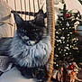 cat, fluffy, chair, knitted_blanket, christmas_tree, christmas_lights, presents, holiday, decorations, indoor, cozy, pet, feline, relaxed, living_room, ornaments, twinkling_lights, festive, holiday_season, home