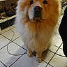 dog, chow_chow, fluffy, indoor, floor, tile, pet, animal, curious, furniture, television, cord, household, room, standing, looking, brown, cute, companion, domestic