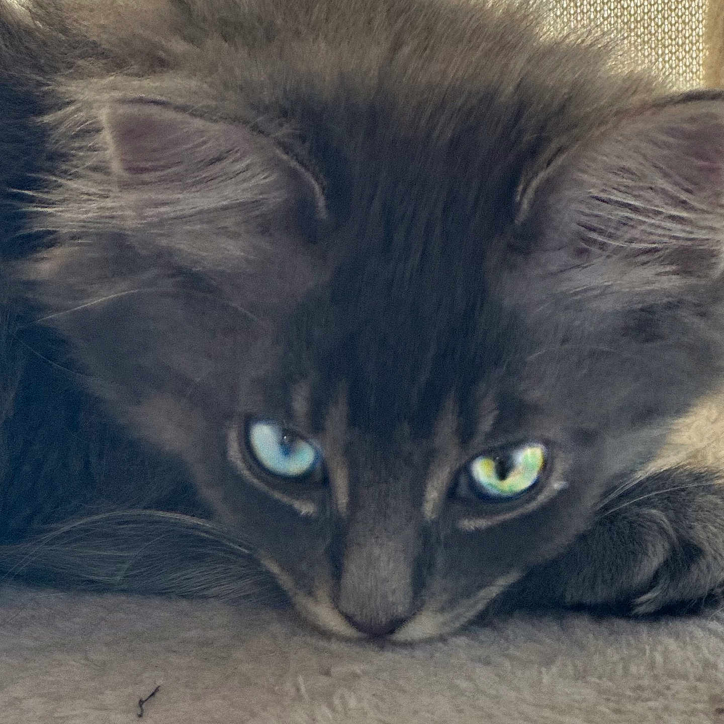 Willow joined the competition — help win amazing prizes! animal, cat, close_up, curious, cute, eyes, face, fluffy, fur, gray_fur, heterochromia, indoor, kitten, laying_down, pet, portrait, resting, soft_texture, whiskers, young_cat