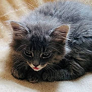 Willow is registered to the contest to win money with this photo: adorable, animal, cat, cozy, cute, ears, feline, fluffy, fur, gray_cat, indoor, kitten, paws, pet, resting, sleepy, small, soft_blanket, whiskers, young_cat
