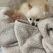 Priscilla is registered to the contest to win money with this photo: animal, bed, beige, blanket, closeup, companion, cozy, cute, cute_pet, dog, domestic_animal, fluffy, fur, indoor, pet, pomeranian, resting, sleepy, small_dog, soft