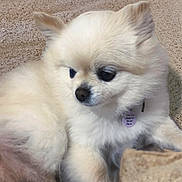 Priscilla is registered to the contest to win money with this photo: dog, beach, sand, ocean, waves, fluffy, cream_colored, pet, outdoor, sunlight, collar, calm, relaxing, closeup, animal, nature, summer, cute, small_dog, portrait