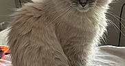 Mistyblu is registered to the contest to win money with this photo: cat, fluffy, blue_eyes, sitting, indoor, pet, feline, fur, animal, cute, portrait, white_blanket, soft_light, domestic_cat, whiskers, side_view, relaxed, majestic, closeup, cozy