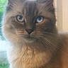 animal, blue_eyes, cat, close_up, curious, cute, domestic_cat, ears, face, feline, fluffy_fur, indoor, looking, mammal, natural_light, pet, portrait, soft_focus, whiskers, window