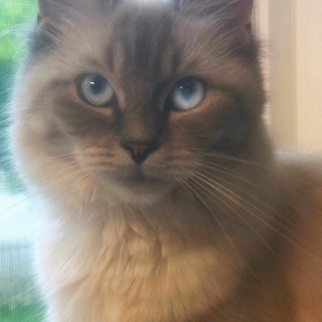 Mistyblu