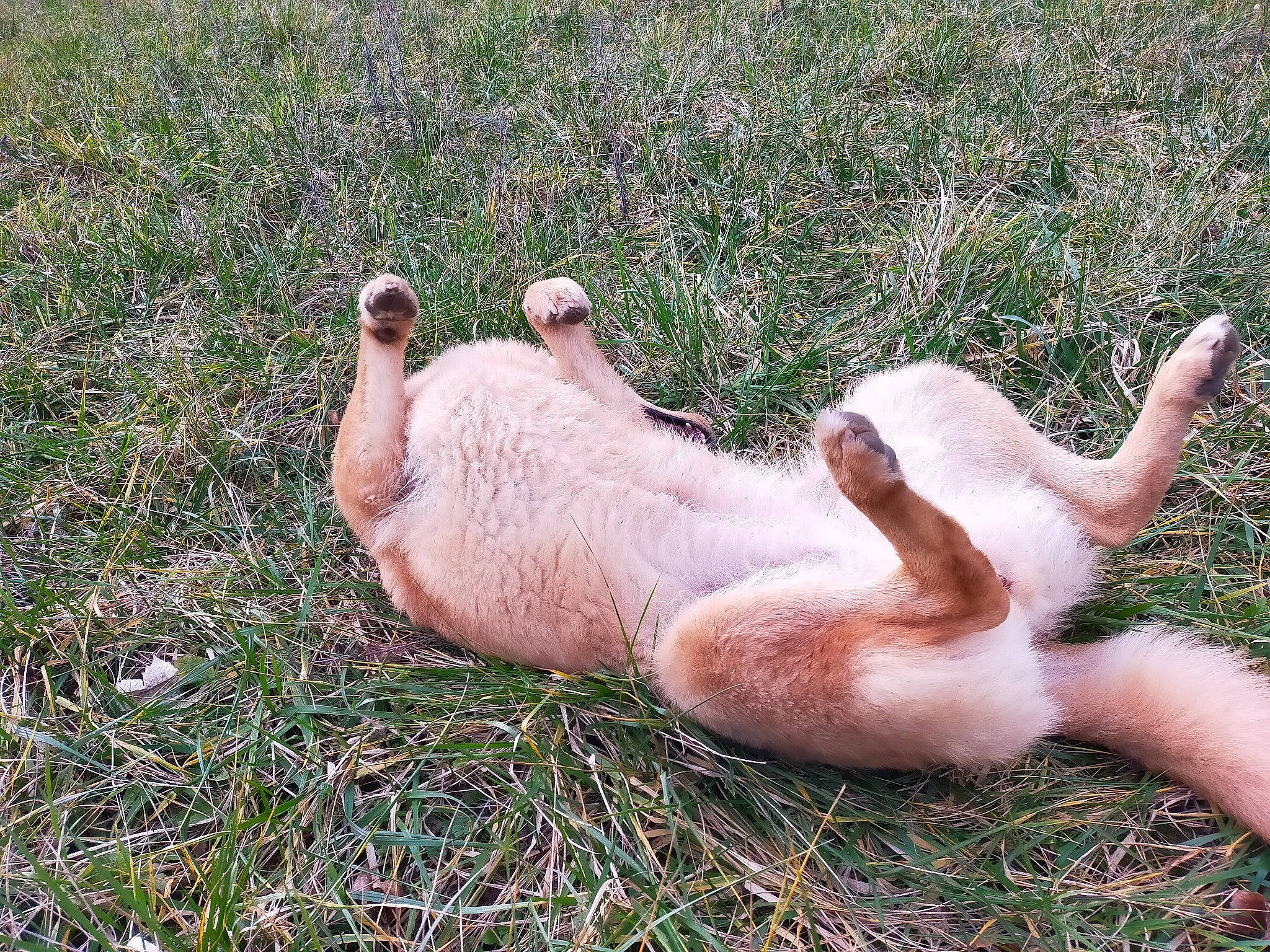 Blizzard a rejoint le concours — aidez-le/la à gagner de superbes lots ! barefoot, canidae, carnivore, companion_dog, dog, dog_breed, fawn, felidae, foot, grass, grassland, human_leg, liver, livestock, paw, people_in_nature, plant, tail, terrestrial_animal, whiskers