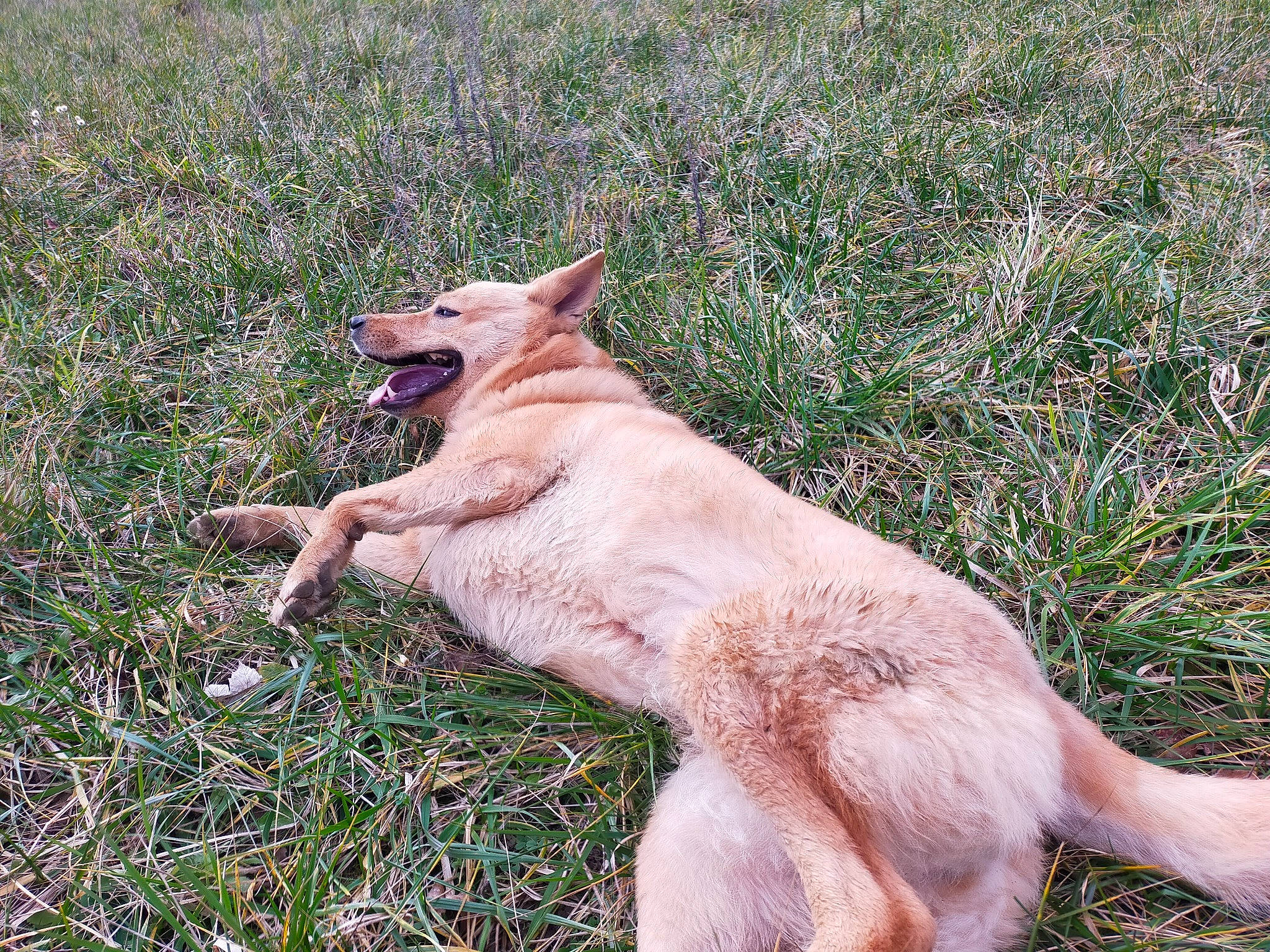 Blizzard a rejoint le concours — aidez-le/la à gagner de superbes lots ! canidae, carnivore, collar, companion_dog, dog, dog_breed, fawn, felidae, grass, grassland, groundcover, human_leg, pasture, paw, plant, snout, sporting_group, tail, terrestrial_animal, whiskers