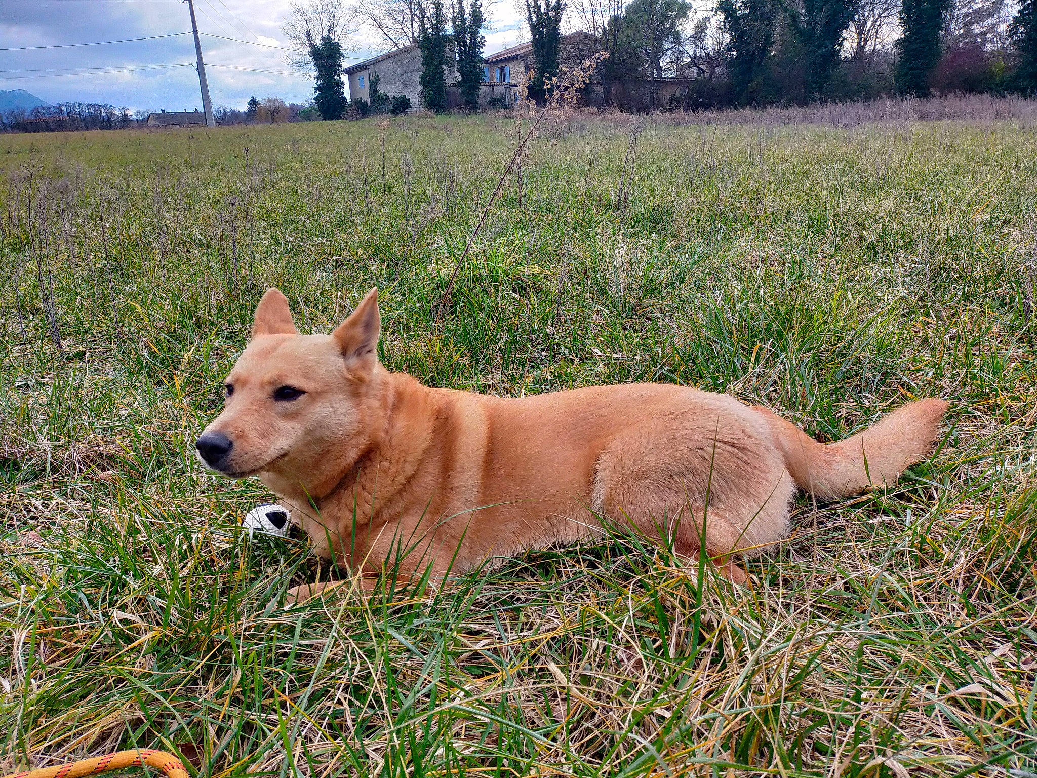 Blizzard participe au concours pour gagner de l'argent avec cette photo : canidae, carnivore, cloud, collar, companion_dog, dog, dog_breed, fawn, grass, grassland, pasture, plant, sky, snout, sporting_group, tail, terrestrial_animal, tree, wildlife, working_animal