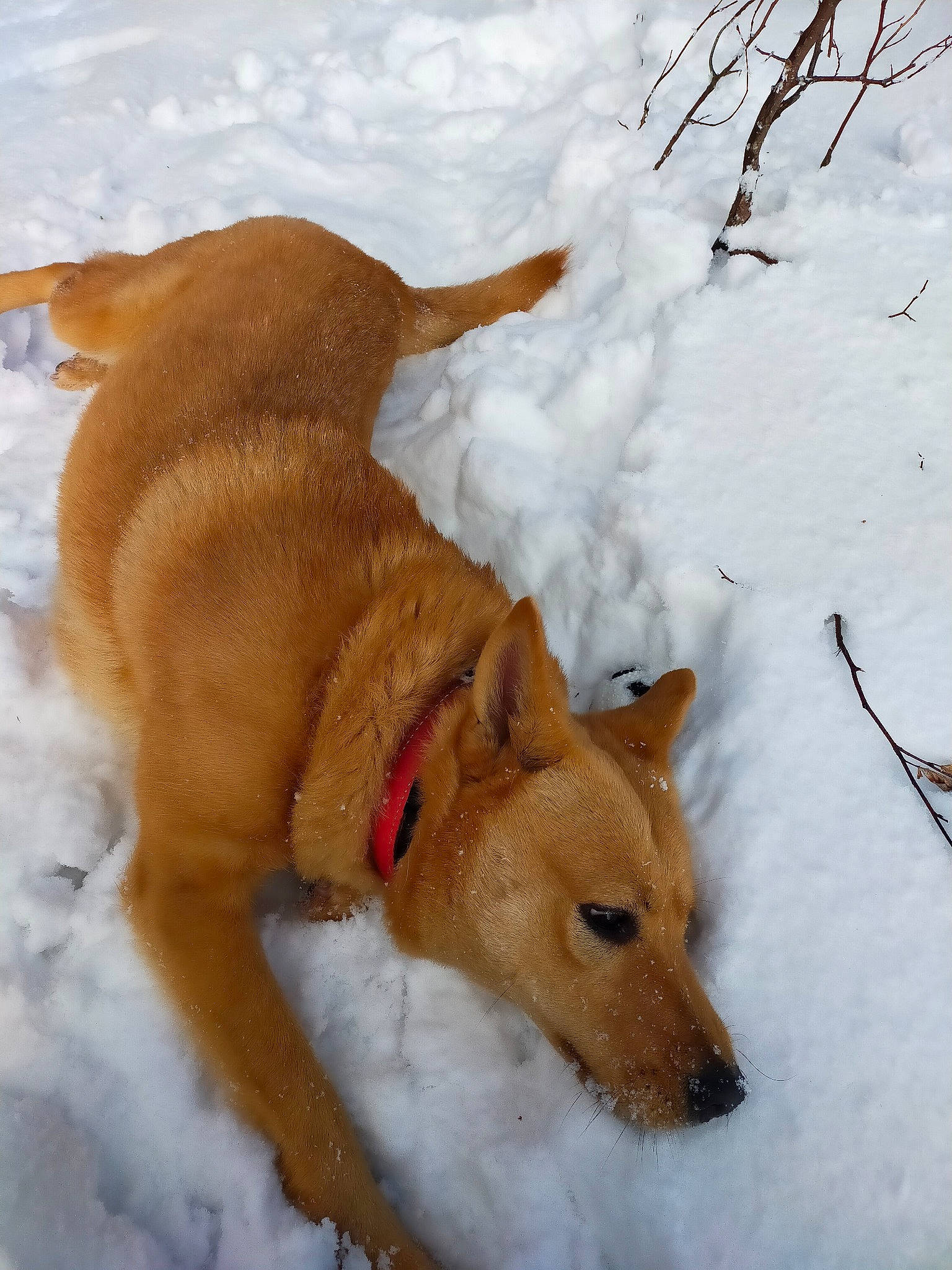 Blizzard a rejoint le concours — aidez-le/la à gagner de superbes lots ! canidae, carnivore, collar, companion_dog, dog, dog_breed, dog_supply, fawn, freezing, hound, non_sporting_group, pet_supply, snow, sporting_group, tail, winter, working_dog