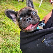 Scrappy-Doo is registered to the contest to win money with this photo: dog, puppy, french_bulldog, tongue_out, black_hoodie, grass, outdoor, fair, tent, table, people, shoe, happy, pet, closeup, cute, animal, smiling, ears_up, canine